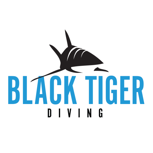 Tiger Diving Red Sea